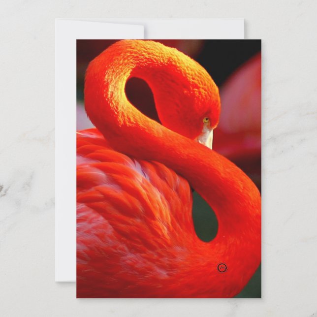 Tarjeta Festiva flamingo (Anverso)