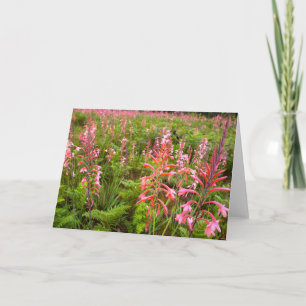 Tarjeta Festiva Flor de bugle Lily (Watsonia), Cabo Oriental