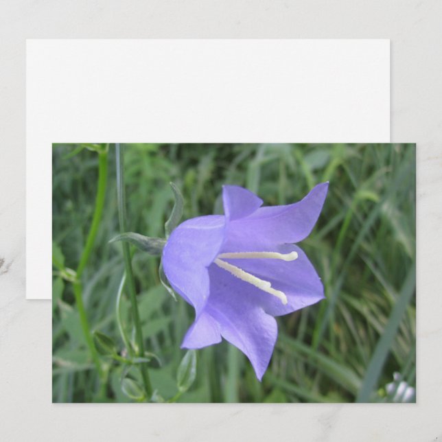 Tarjeta Festiva Flor de campana (Anverso / Reverso)