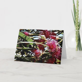 Tarjeta Festiva flor de eucalipto rojo