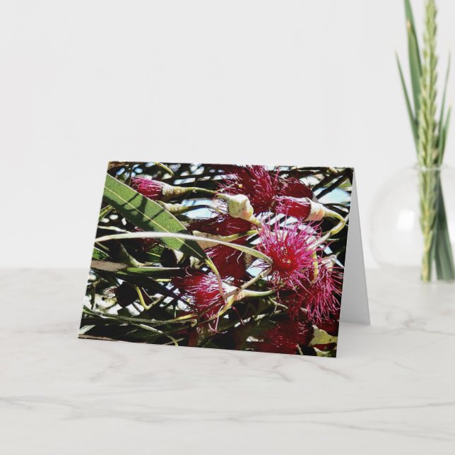 Tarjeta Festiva flor de eucalipto rojo (Anverso)