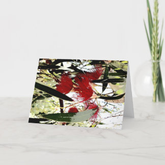 Tarjeta Festiva flor de eucalipto rojo