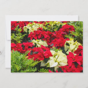 Tarjeta Festiva Flor de Navidades rojos Poinsettia