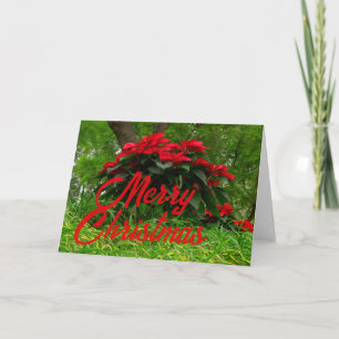 Tarjeta Festiva Flor de Nochebuena Roja