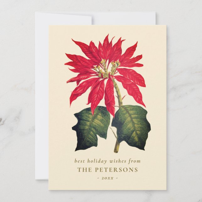 Tarjeta Festiva Flor de poinsettia botánica de época elegante (Anverso)