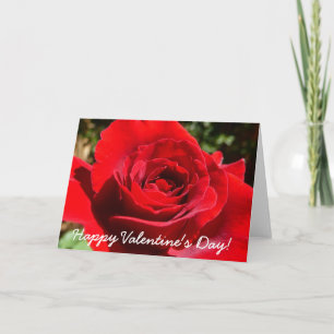 Tarjeta Festiva Flor rosa roja brillante hermosa flor