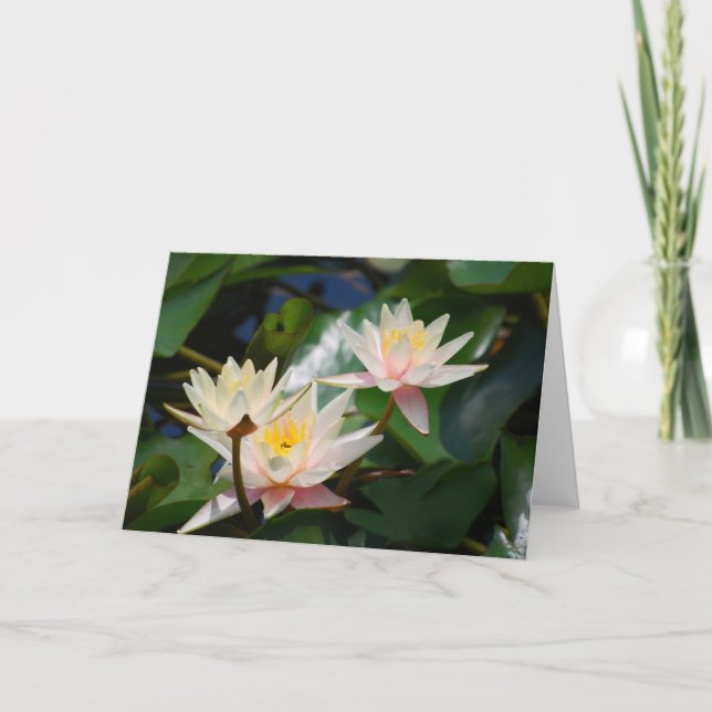 Tarjeta Festiva Flor y significado de Lotus (Anverso)