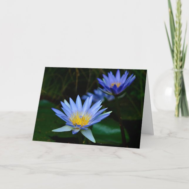Tarjeta Festiva Flor y significado de Lotus (Anverso)