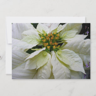 Tarjeta Festiva Floral de feriado de Navidades elegantes de Poinse