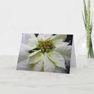 Tarjeta Festiva Floral de feriado de Navidades elegantes de Poinse