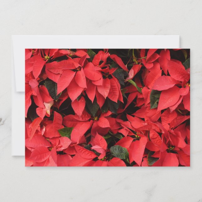 Tarjeta Festiva Floral navideña de Navidades de la Poinsettias Roj (Anverso)