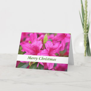 Tarjeta Festiva flores de azalea rosadas regalo de Navidad, vacaci