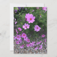 Flores de cosmos con guijarros
