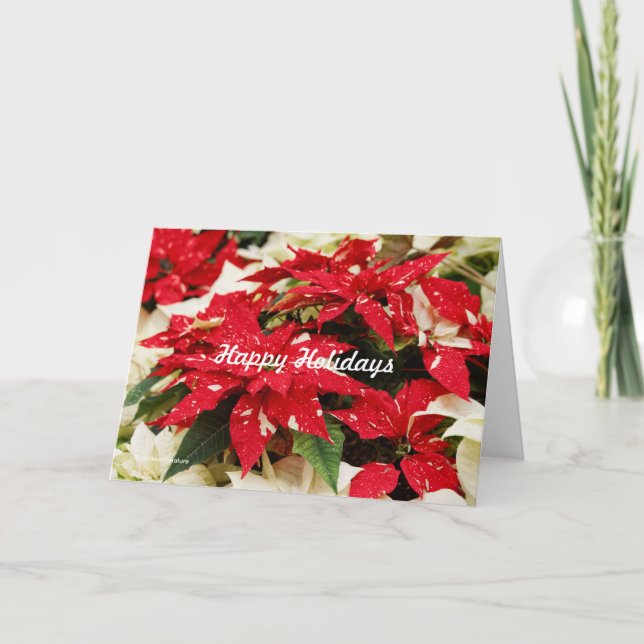 Tarjeta Festiva Flores de Poinsettia floral blanca y roja festiva (Anverso)