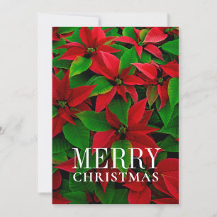 Tarjeta Festiva Flores de Poinsettia Roja