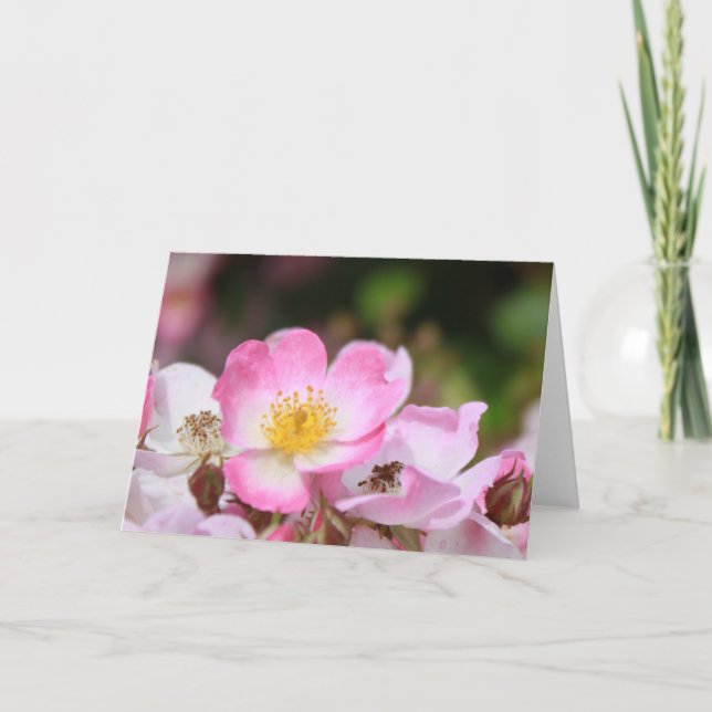 Tarjeta Festiva flores de rosa silvestre rosado para las mujeres (Anverso)