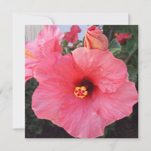 Tarjeta Festiva Flores en Chania Creta, Grecia (Anverso)