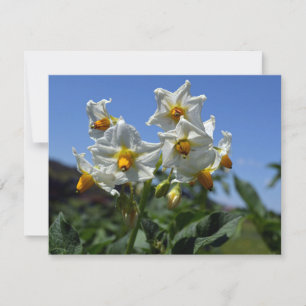Tarjeta Festiva Flores estéticas Solanum tuberosum