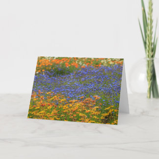 Tarjeta Festiva Flores nativas, Ciudad del Cabo