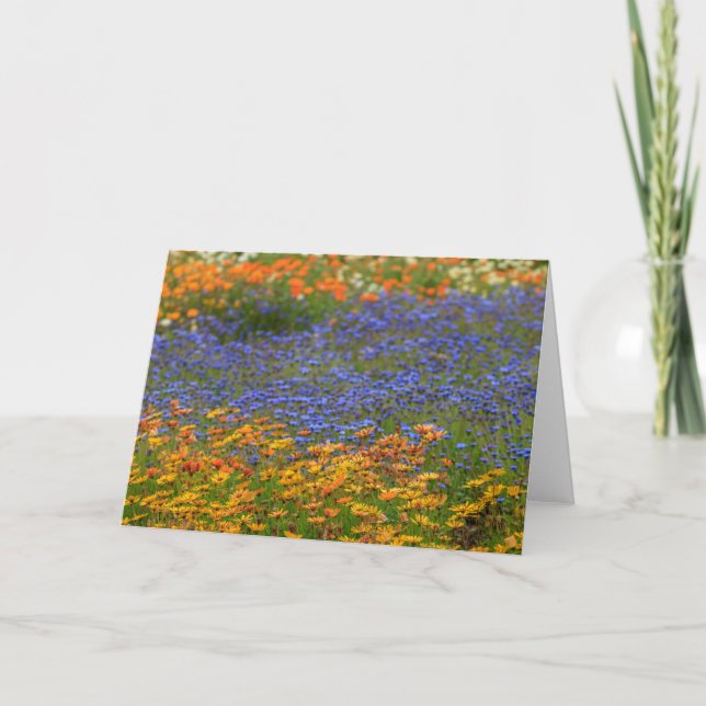 Tarjeta Festiva Flores nativas, Ciudad del Cabo (Anverso)