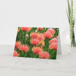 Tarjeta Festiva Flores nativas, Ciudad del Cabo Sudáfrica