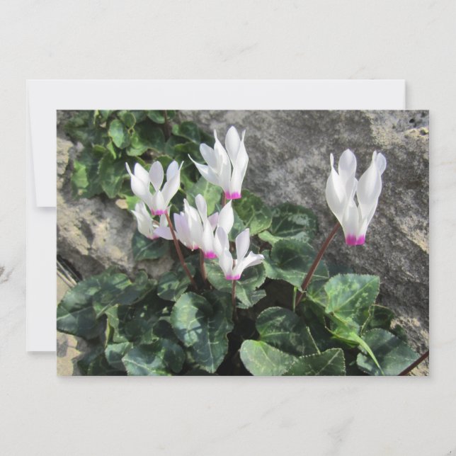 Tarjeta Festiva Flores silvestres (Anverso)