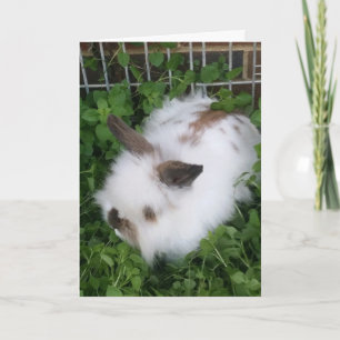 Tarjeta Festiva Fluffy Bunny Easter Card