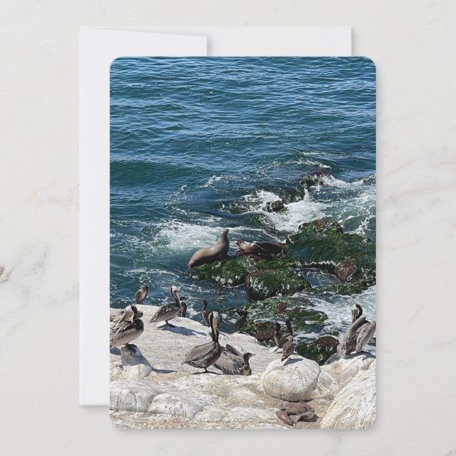 Tarjeta Festiva Focas y Aves (Anverso)