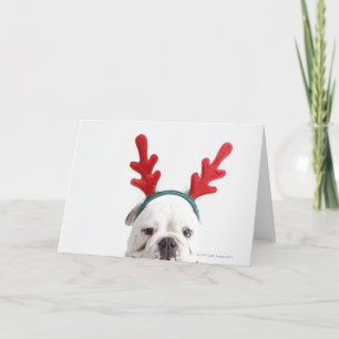Tarjeta Festiva fondo blanco, bulldog masculino blanco, rojo