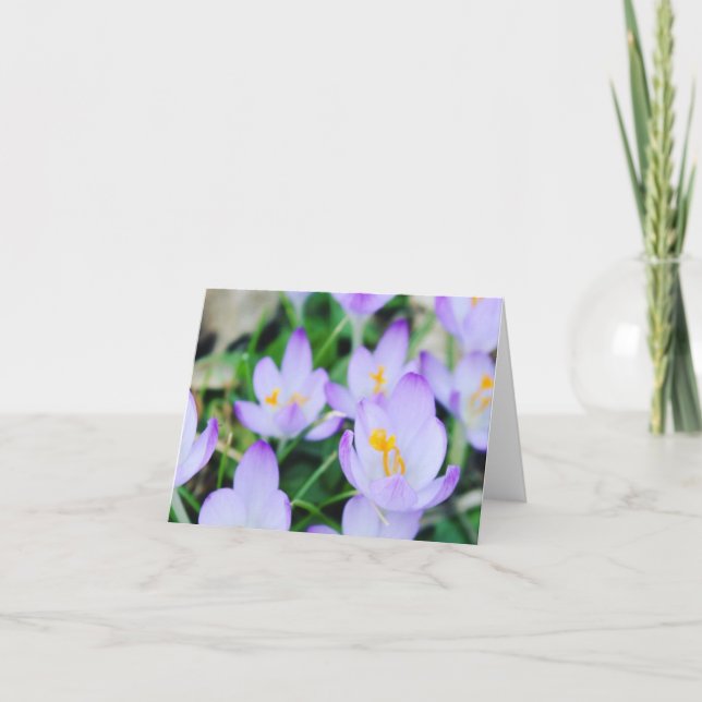 Tarjeta Festiva Fondo Crocus de primavera (Anverso)