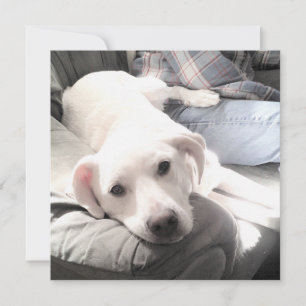 Tarjeta Festiva Foto de adorable perro blanco cansado con su mejor