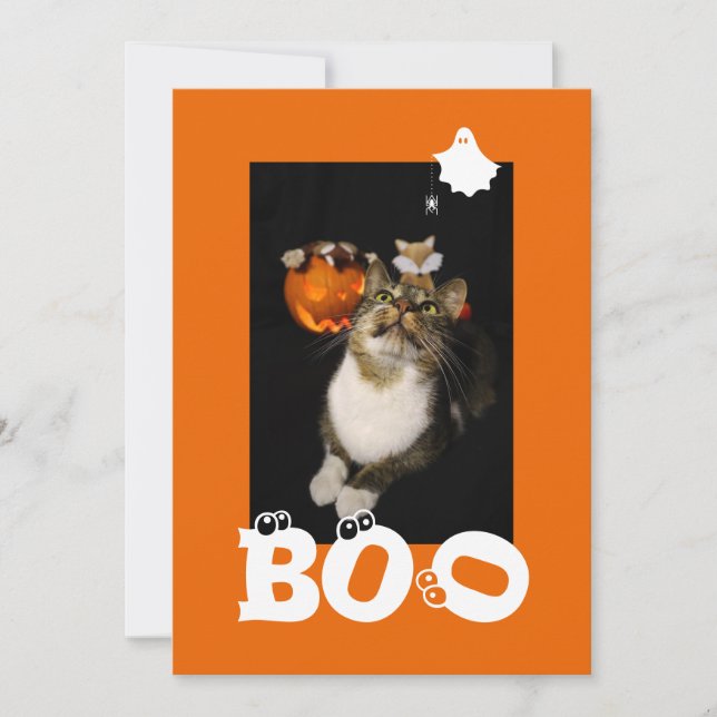 Tarjeta Festiva Foto de Boo Halloween Cat Ghost Spider Eyeballs (Anverso)