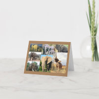 Foto de Elephant