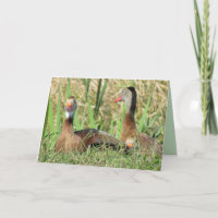 Foto de los Patos de Silbato de Pelo Negro Cumplea
