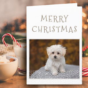 Tarjeta Festiva Foto de mascota de perro lindo estrellas blancas F