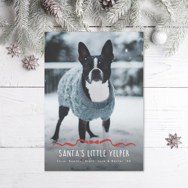 Tarjeta Festiva Foto de Navidades de perros pequeños Yelper de San (Subido por el creador)
