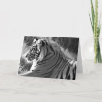 Foto de perfil de tigre de B&W