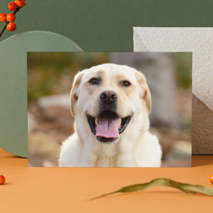 Tarjeta Festiva Foto de perro