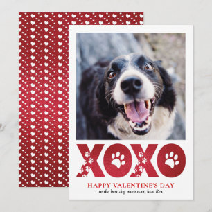 Tarjeta Festiva Foto de perro Mascota día de San Valentín XOXO