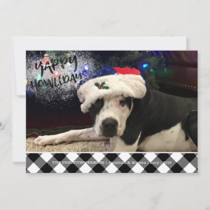 Tarjeta Festiva Foto de Perro YAPPY HOWLIDAYS Cuadro de Búfalo