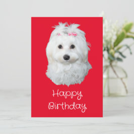 Tarjeta Festiva Foto de títere blanco de perro Li de Malta