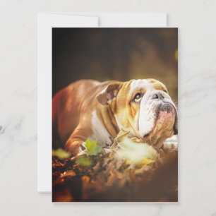 Tarjeta Festiva Foto forestal del Bulldog inglés