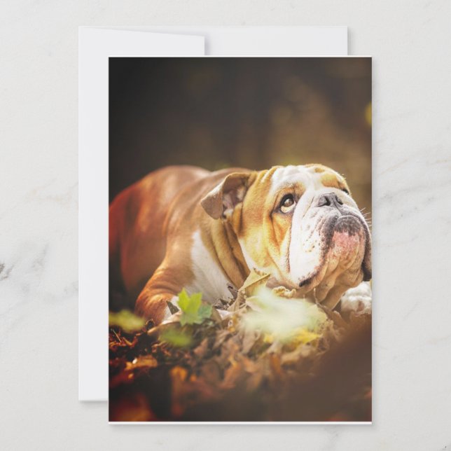 Tarjeta Festiva Foto forestal del Bulldog inglés (Anverso)