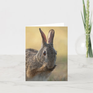 Tarjeta Festiva Foto linda del conejo de conejo de rabo blanco del