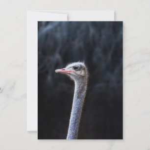 Tarjeta Festiva Fotografía de avestruz