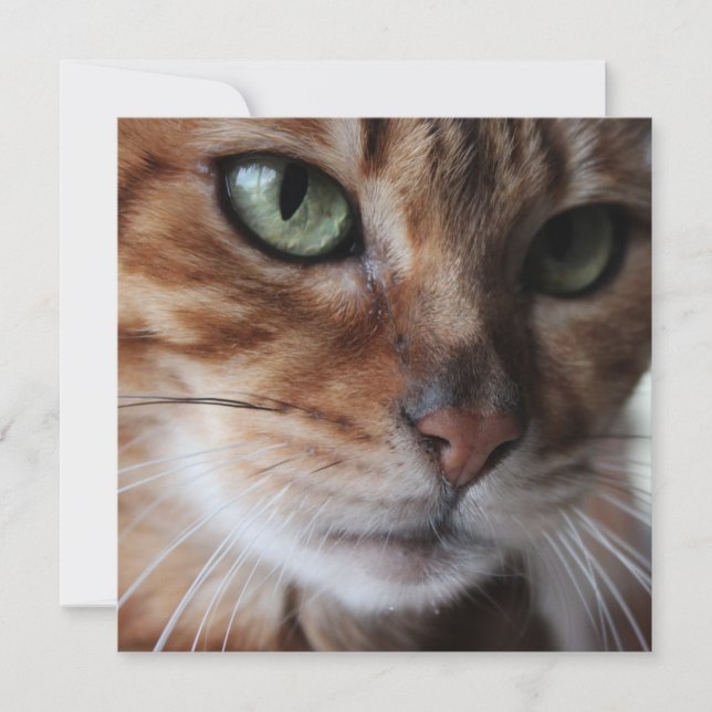 Tarjeta Festiva Fotografía de la cara del gato bengalí, Personaliz (Anverso)