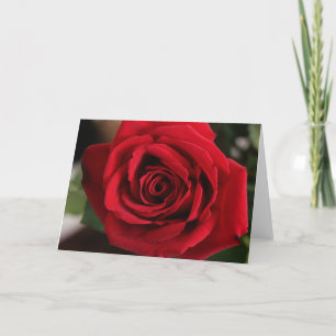 Tarjeta Festiva Fotografía de la Rosa Roja