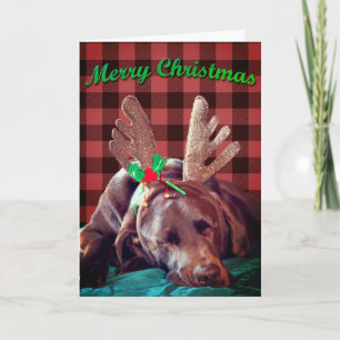 Tarjeta Festiva Fotografía de Labrador a cuadros de búfalo que lle