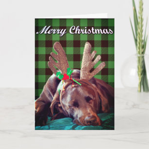 Tarjeta Festiva Fotografía de Labrador a cuadros de búfalo que lle