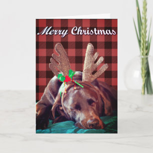 Tarjeta Festiva Fotografía de Labrador de Cuadros de Búfalo con Cu